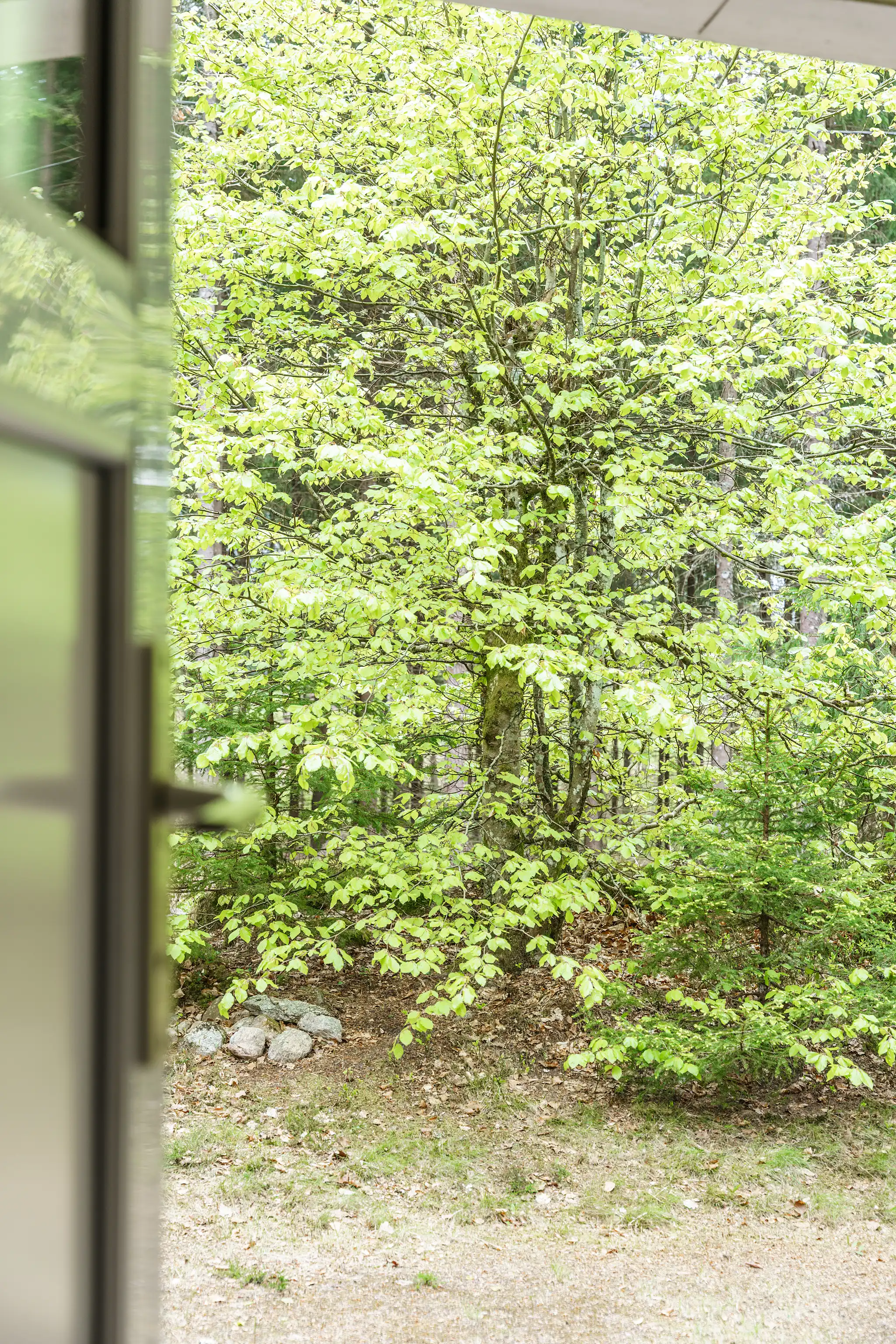 ÖrsjönBrännhult10,Älmhult-09052025-006 16