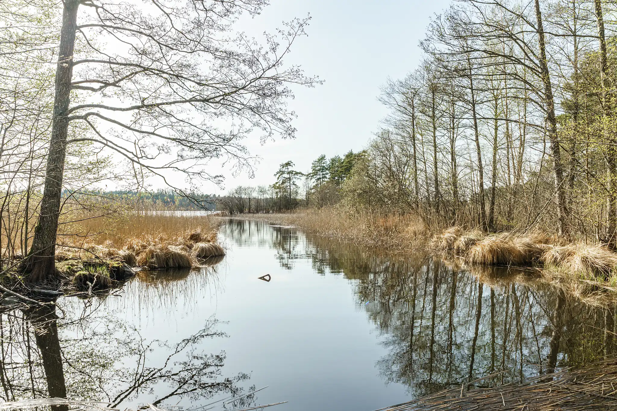 Borgön1,Urshult-17042025-038 7
