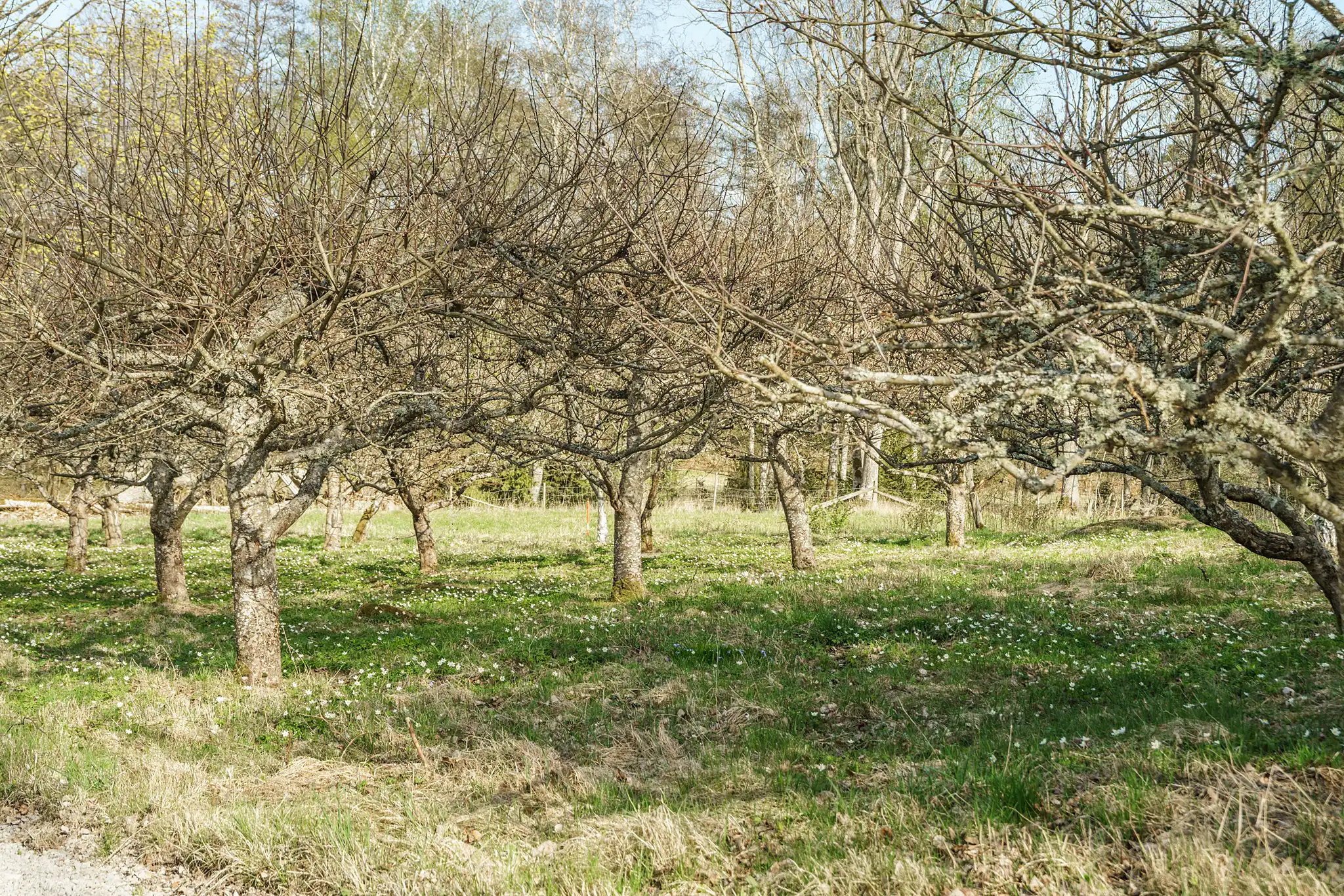 Borgön1,Urshult-17042025-037 8