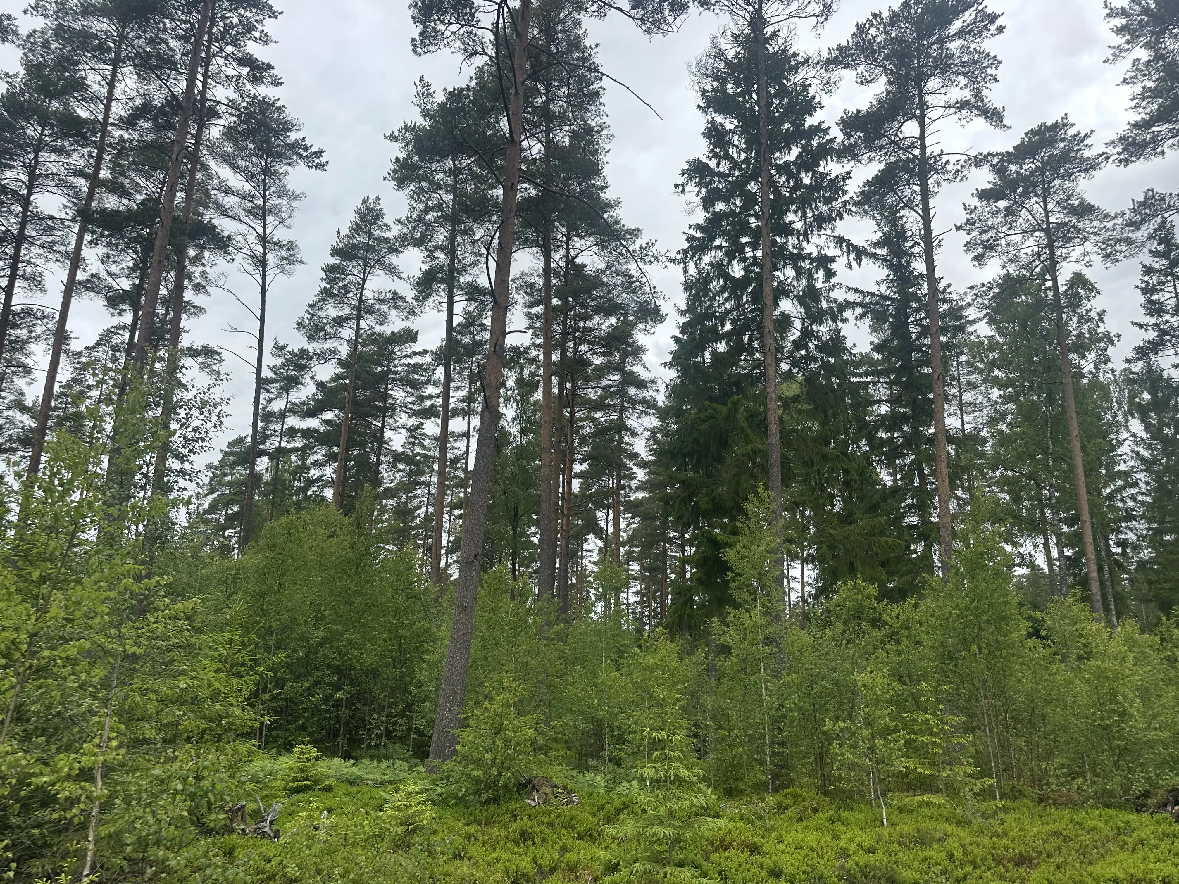 IMG_1395.jpeg
