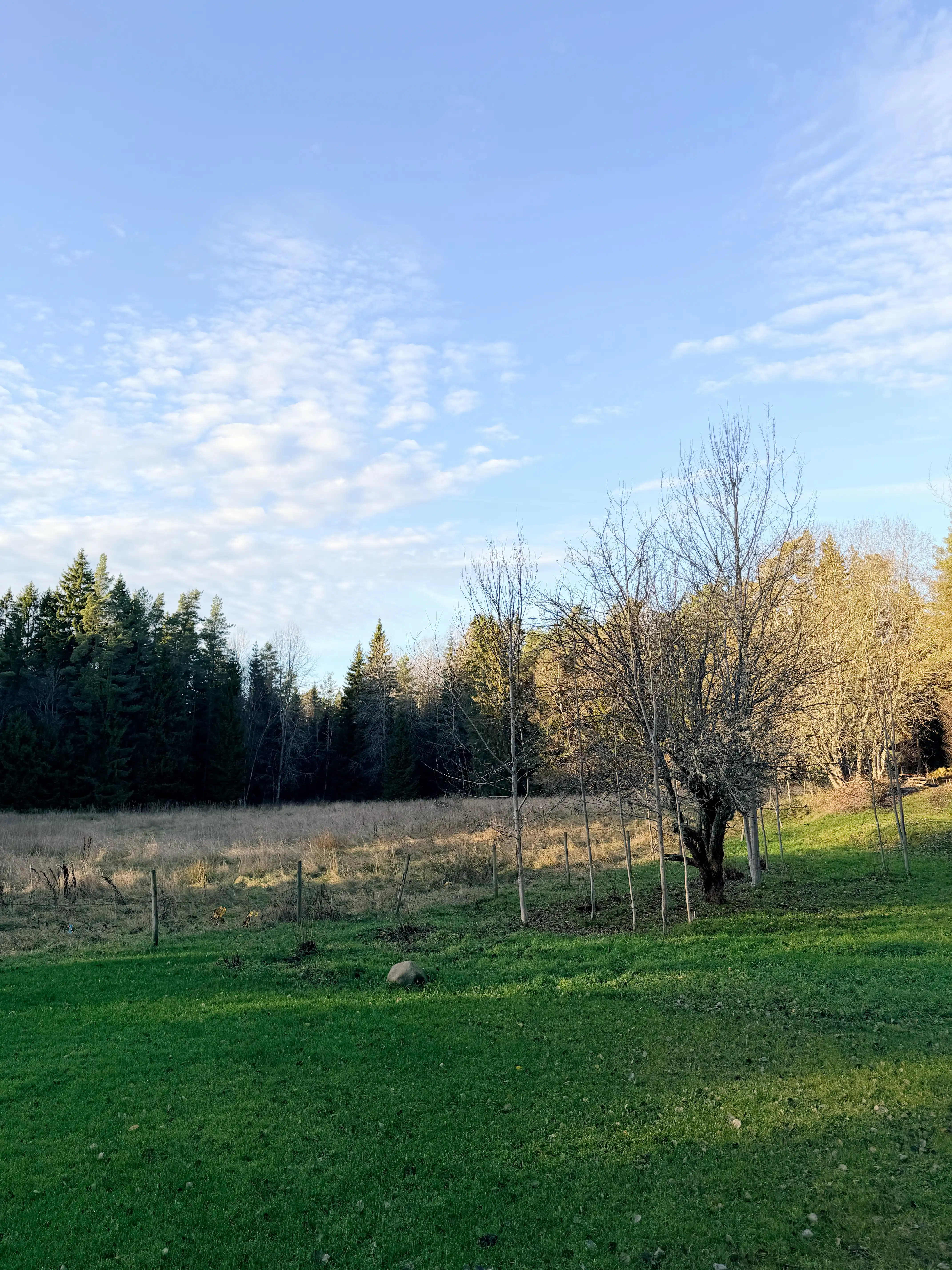 IMG_3336_Afterlight 5