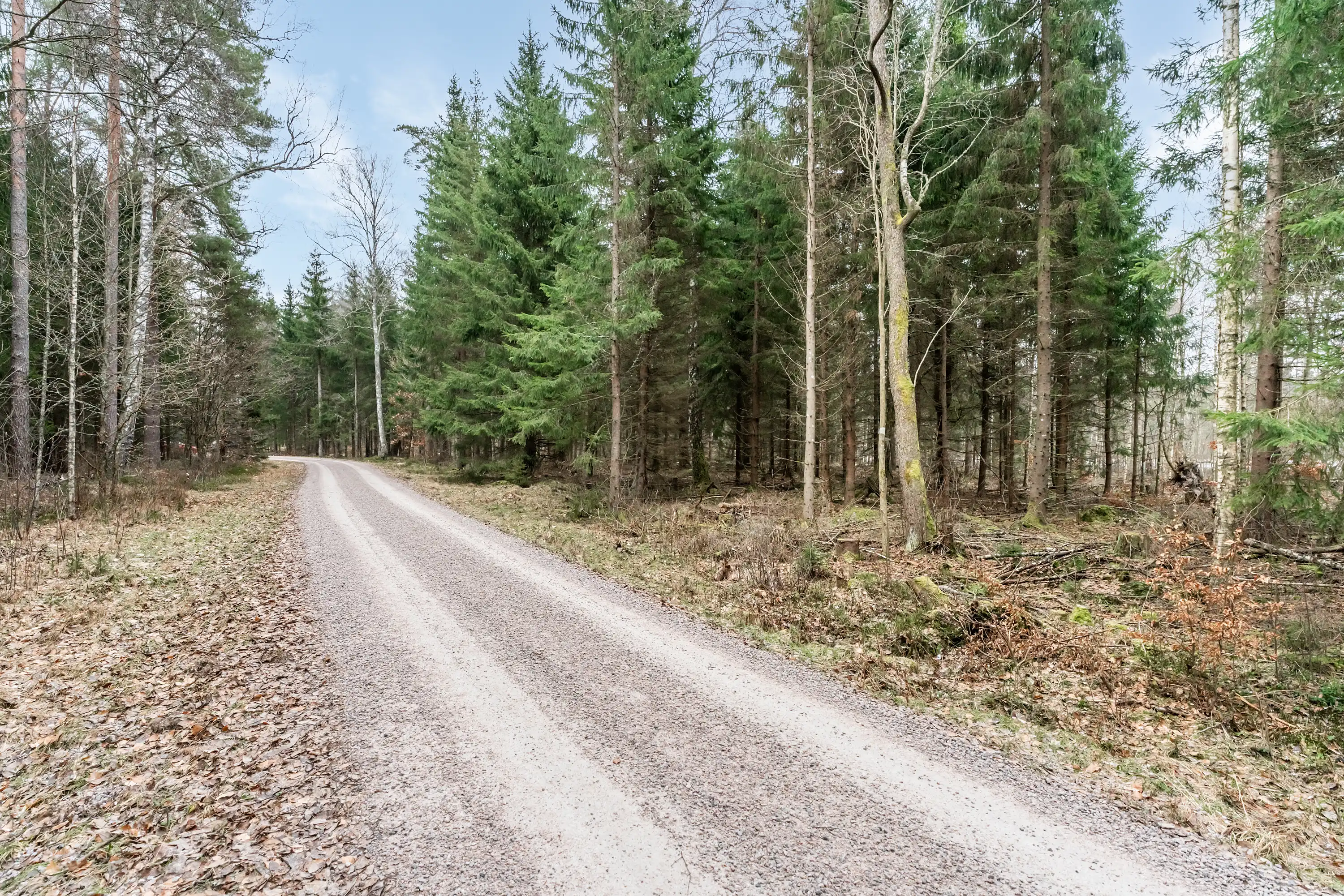 SkogsfastighetiHamneda-23012026-003.jpg 5