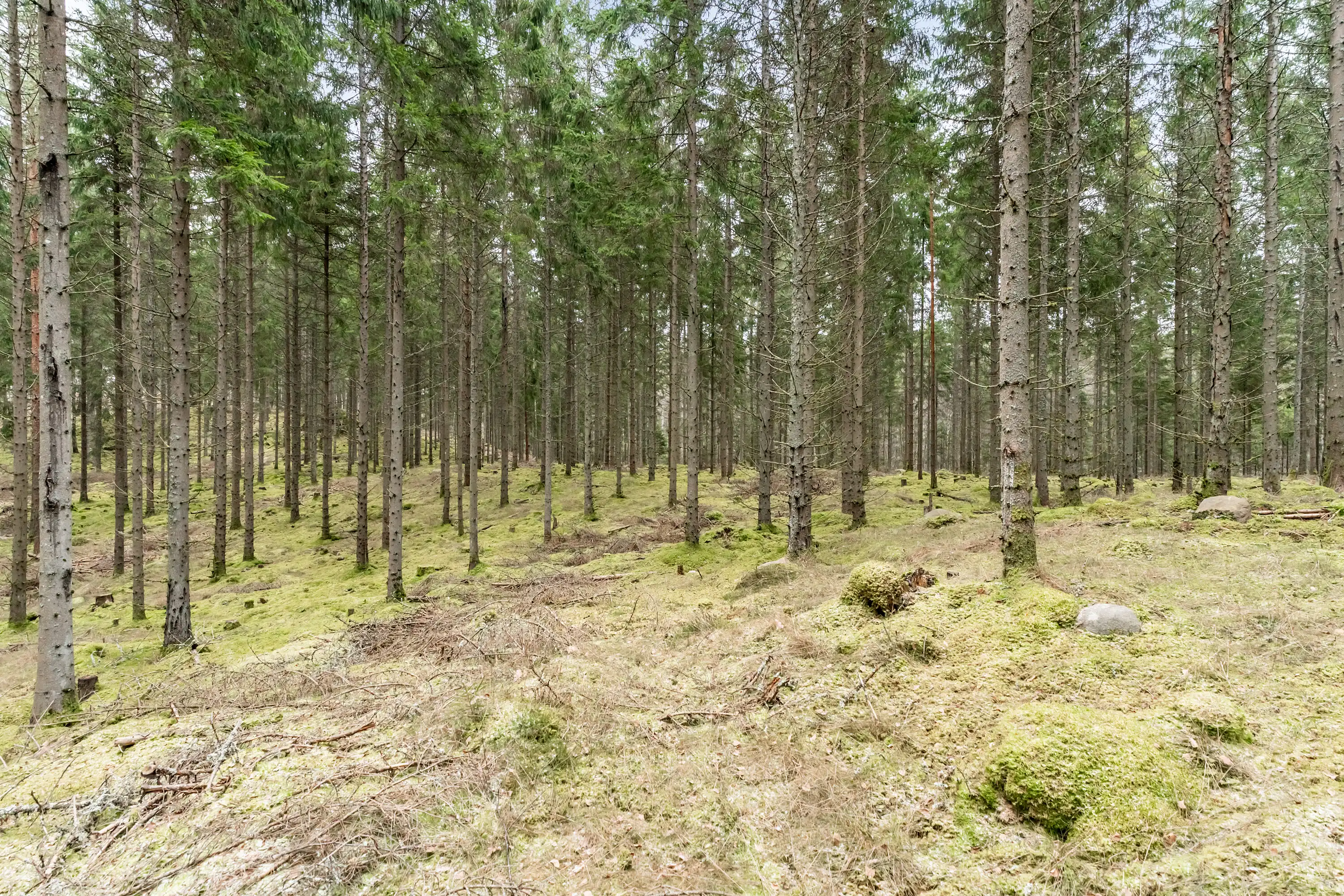 SkogsfastighetiHamneda-23012026-004.jpg 6