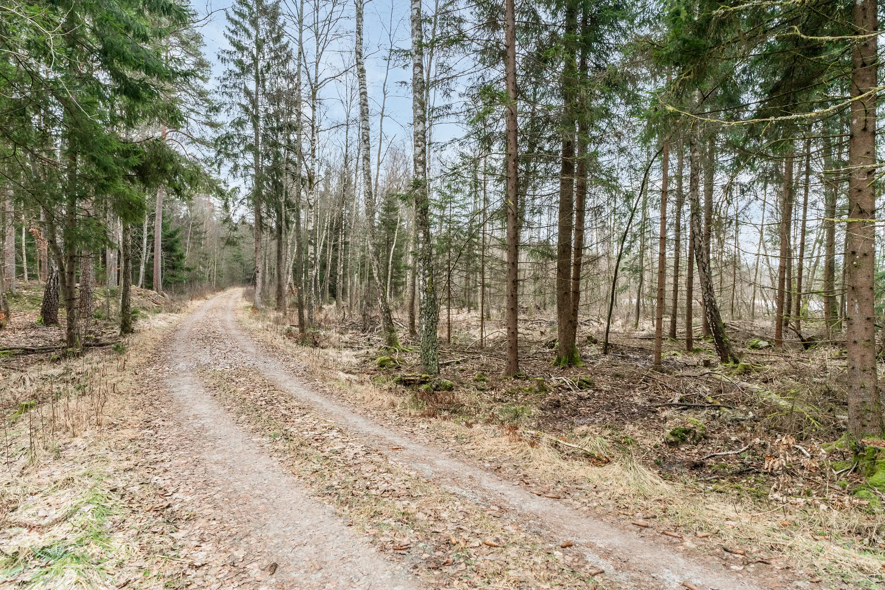 SkogsfastighetiHamneda-23012026-002.jpg 4