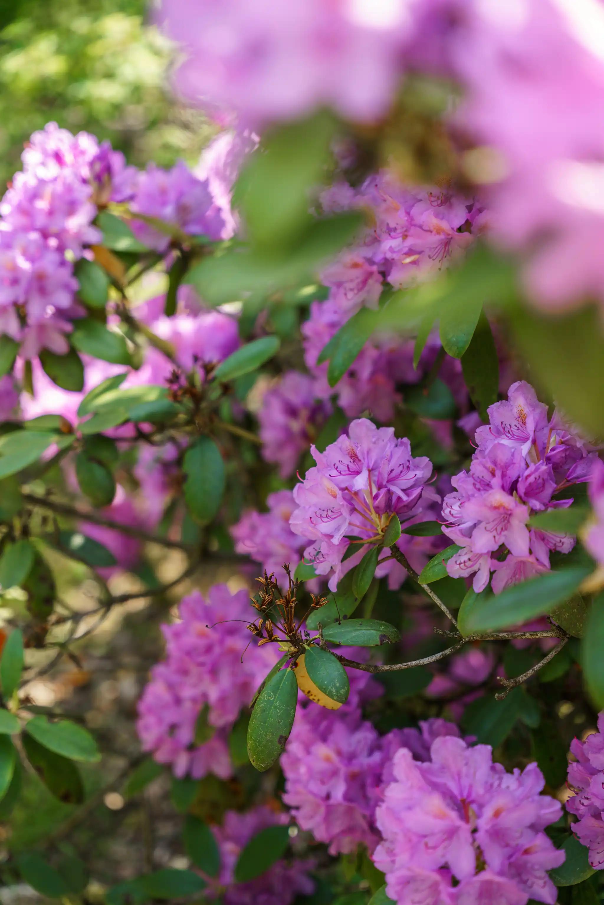 VerumsHörlinge1525,Osby-12062025-007 37