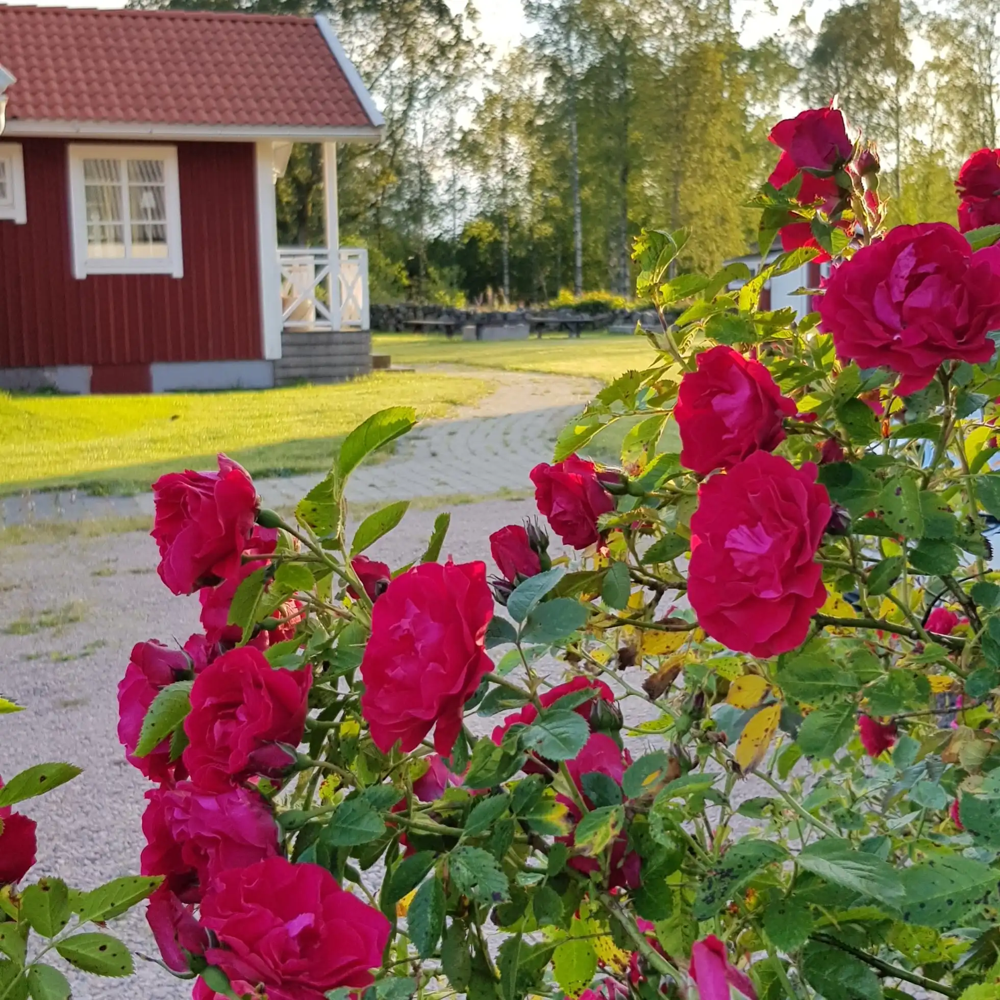 össjöhult 2 5