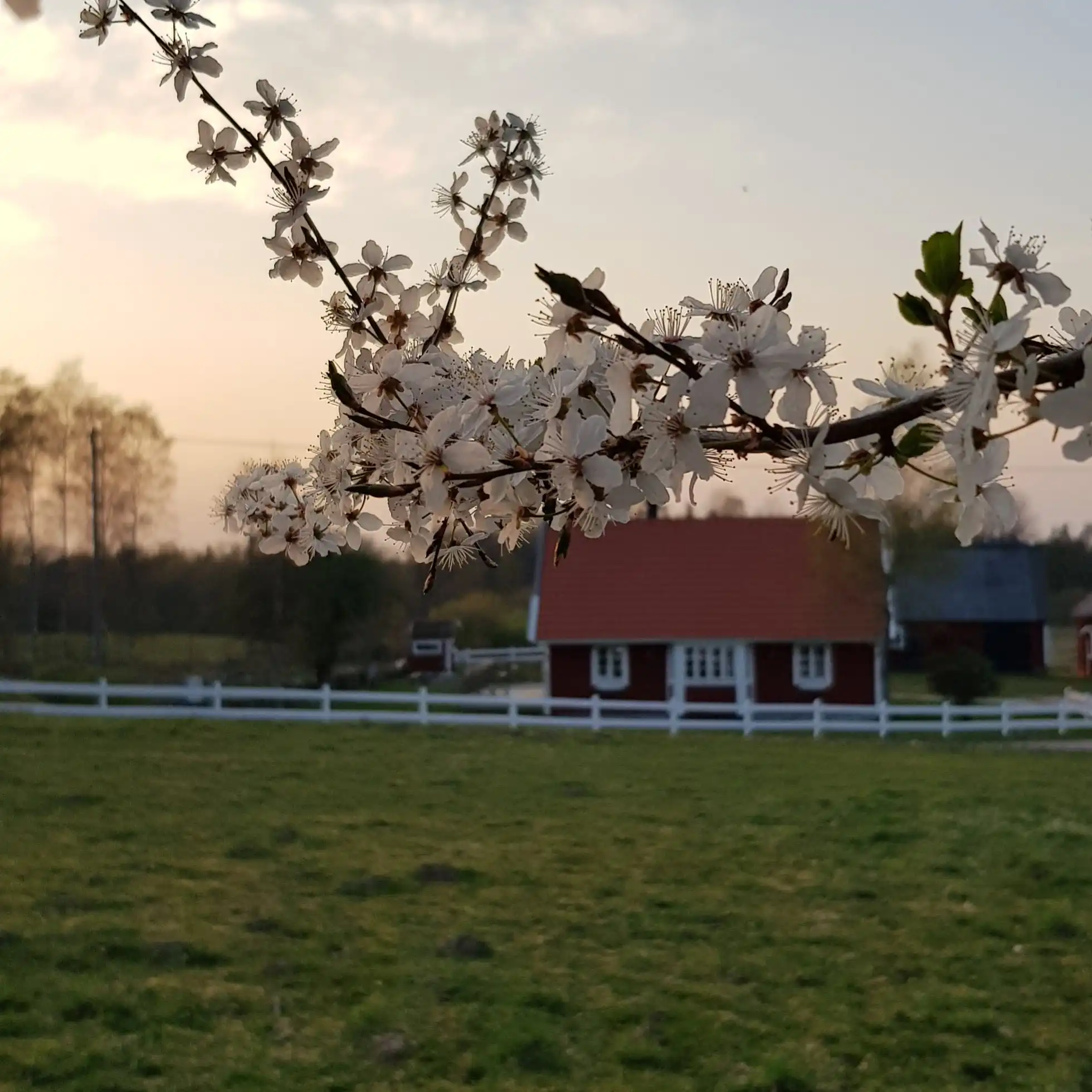 össjöhult 4