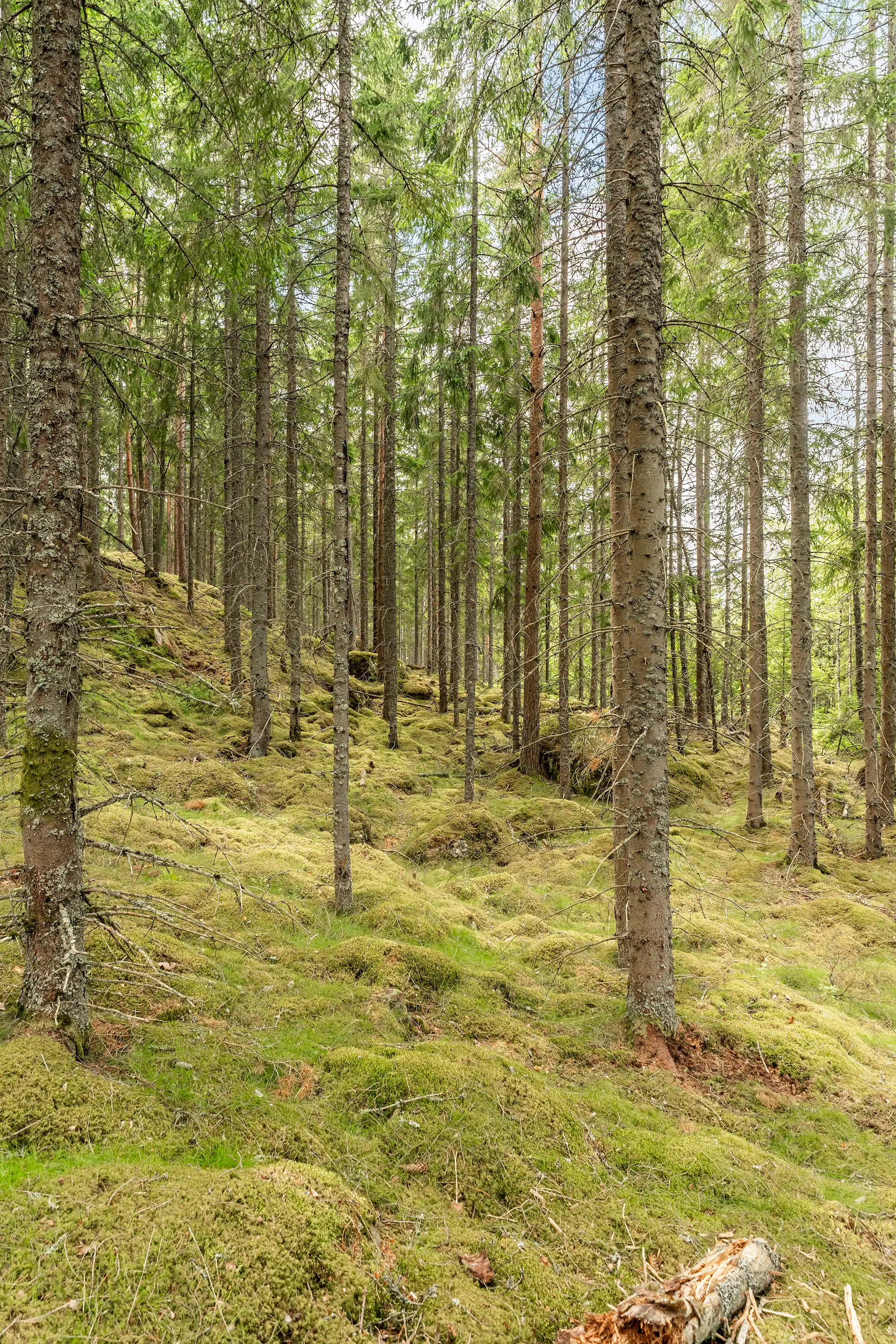 Hynnenäs2,Lönashult-10072026-32.jpg 33