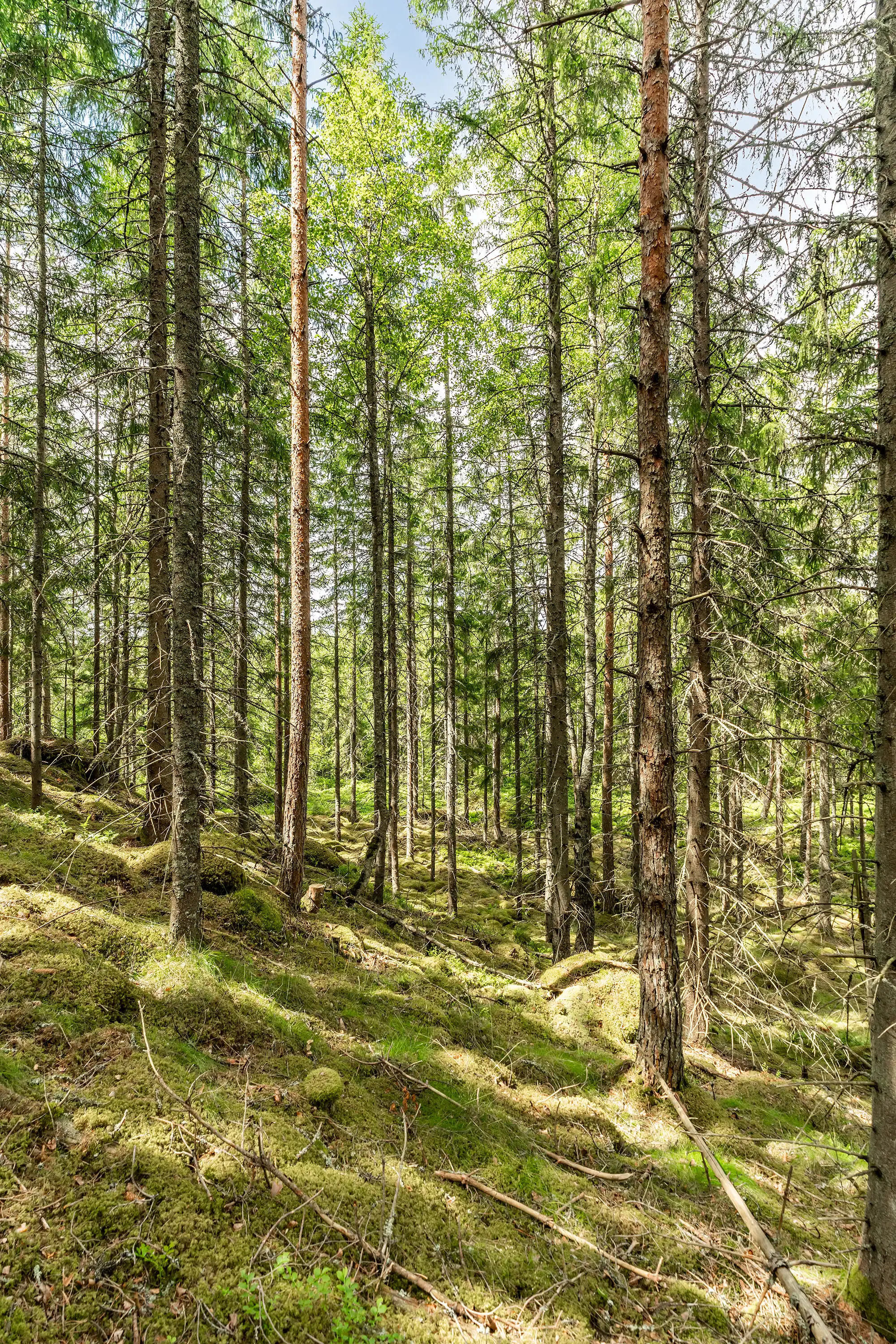 Hynnenäs2,Lönashult-10072026-33.jpg 34