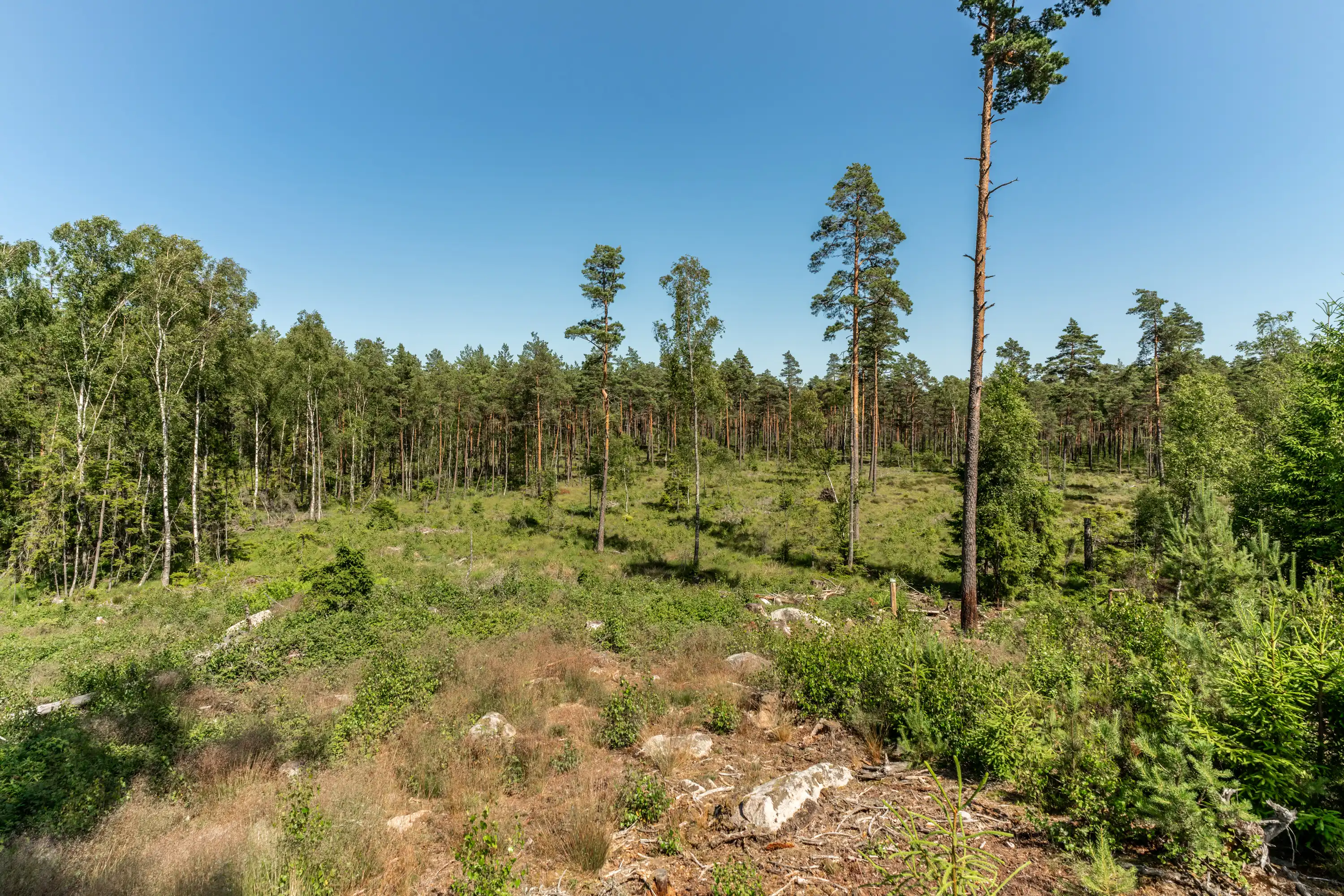 Millebygden30,Älmhult-26062026-11.jpg 28