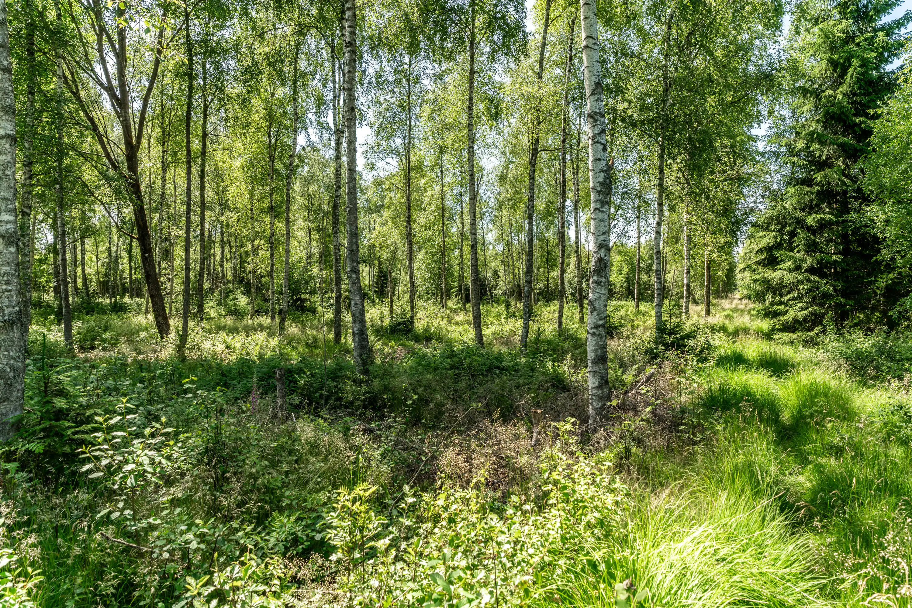 Millebygden30,Älmhult-26062026-6.jpg 27