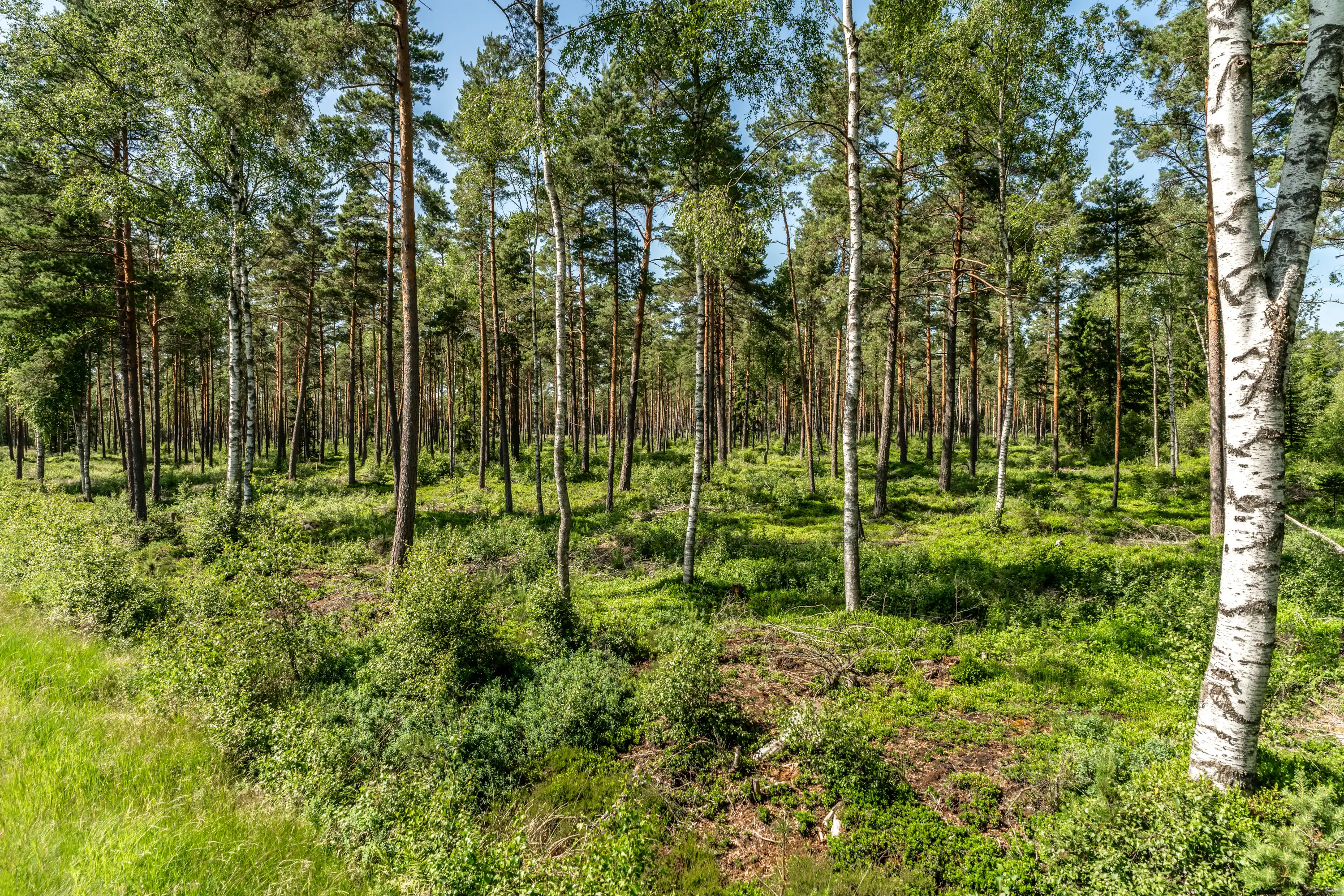 Millebygden30,Älmhult-26062026-15.jpg 26