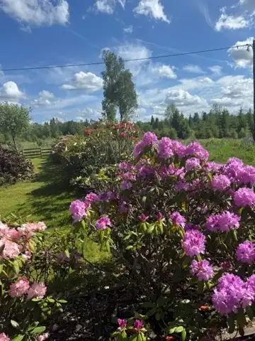 mjäryd6.jpg 52
