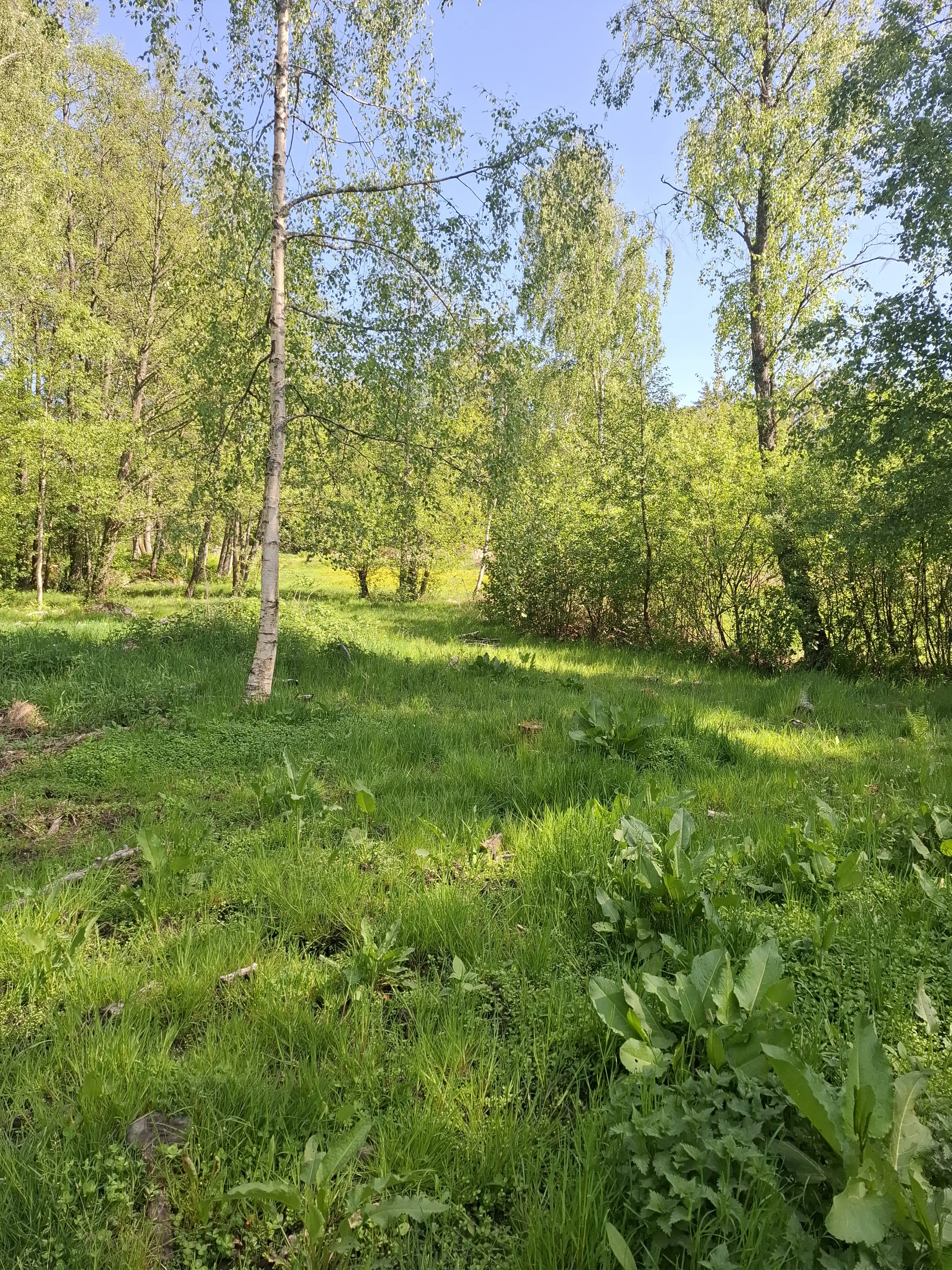 1000028679.jpg 4